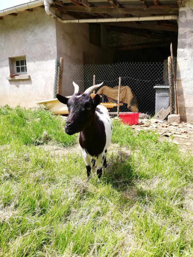 Yourte Mongole Veritable Montcaret Kültér fotó