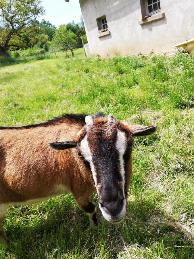 Yourte Mongole Veritable Montcaret Kültér fotó